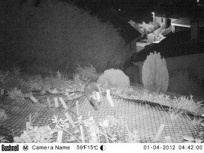 Badger run night-cam