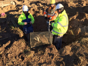 Artificial Badger Setts