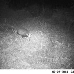 Badger on the Night-cam