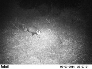 Badger on the Night-cam