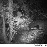 Badger Survey