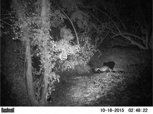 Badger Survey