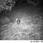 Badger Survey