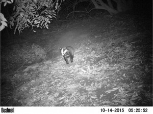 Badger Survey