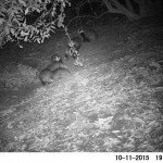 Badger Survey