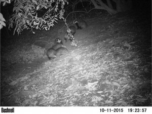 Badger Survey