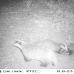 Badger Survey