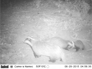 Badger Survey