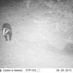 Badger Survey