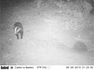 Badger Survey