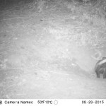 Badger Survey