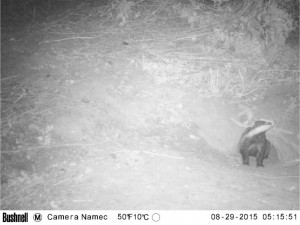 Badger Survey