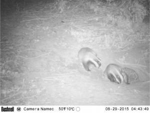 Badger Survey