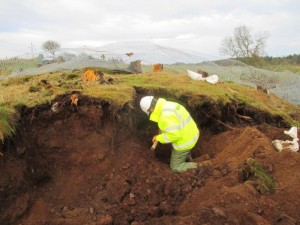 Exclusion of badger sett