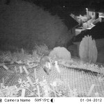 WildlifeCo-badger-night-cam