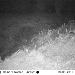 badger-surveyed-on-night-camera