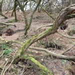 Badger sett site