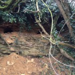 Badger sett site