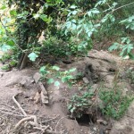 Badger Exclusion Fencing Loughborough