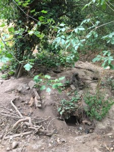 Badger Exclusion Fencing Loughborough