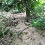 Badger Exclusion Fencing Loughborough