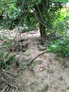 Badger Exclusion Fencing Loughborough